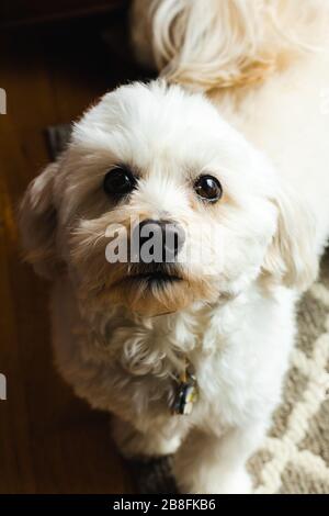 Ein süßer, wunderbarer Hund, der sich sehnsüchtig nach oben in Richtung Portrait starrt Stockfoto