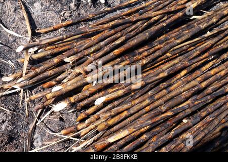 Zuckerrohr, Zuckerrohrplantagenbrand, Zuckerrohr, Zuckerrohr verbrannte Schneide auf Bodenfeldplantage Stockfoto