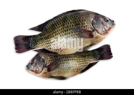 Tilapia, frischer nil-tilapia-Fisch auf weißem Hintergrund Stockfoto