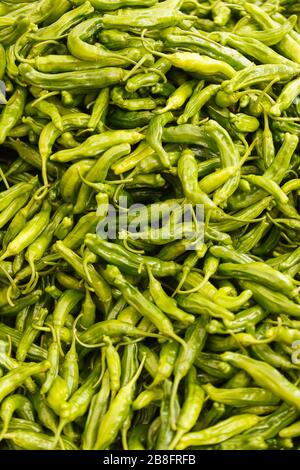 Großer Stapel von Shishito-Paprika Stockfoto