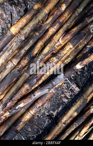 Zuckerrohr, Zuckerrohrplantagenbrand, Zuckerrohr verbrannte Schneide auf Bodenfeldplantage, Sugarcane Hintergrund Stockfoto