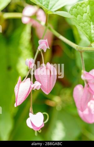 Blütender rosafarbener Antigonon-Leptopus oder mexikanischer Kriechgang. Bali, Indonesien. Makro. Vertikales Bild. Stockfoto