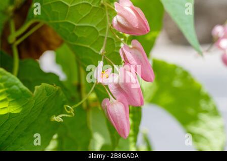 Blütender rosafarbener Antigonon-Leptopus oder mexikanischer Kriechgang. Bali, Indonesien. Makro. Stockfoto