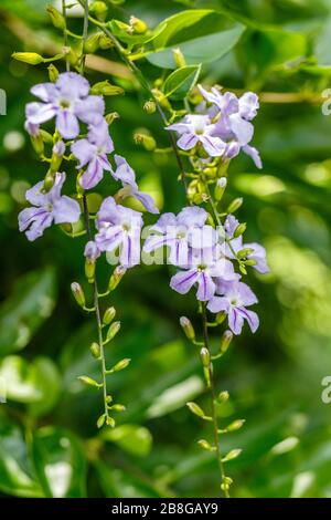 Duranta erecta oder Skyflower, violett blühende Rebe. Bali, Indonesien, vertikales Bild. Stockfoto