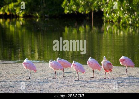 Roseaten Sie Spoonbills auf der Sandbar in J.N. "Ding" Darling National Wildlife Refuge, Sanibel Island, Floride Stockfoto