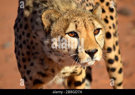 Roseaten Sie Spoonbills auf der Sandbar in J.N. "Ding" Darling National Wildlife Refuge, Sanibel Island, Floride Stockfoto