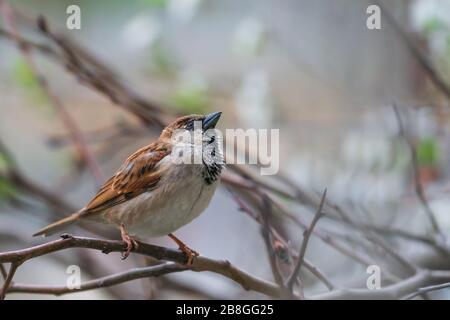 Sparrenvogel auf Baumzweig sitzend Stockfoto