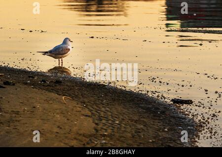 Schöner Vogel Stockfoto
