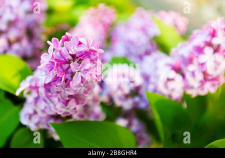 natürlichen Blumen Stockfoto