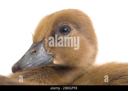 Süßer Duckling (indische Läuferente) isoliert auf weißem Hintergrund Stockfoto