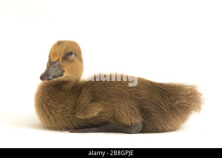 Süßer Duckling (indische Läuferente) isoliert auf weißem Hintergrund Stockfoto