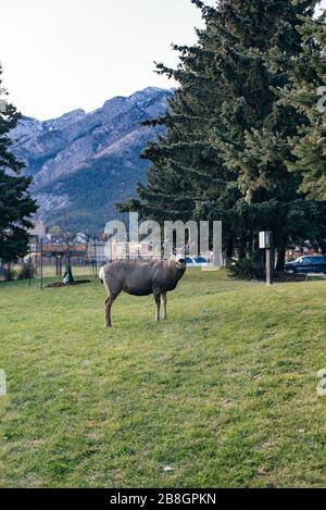 BANFF, ALBERTA, KANADA - dez, 2019 Liebe in der Stadt Stockfoto