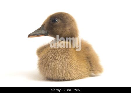 Süßer Duckling (indische Läuferente) isoliert auf weißem Hintergrund Stockfoto