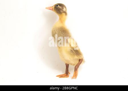 Süßer Duckling (indische Läuferente) isoliert auf weißem Hintergrund Stockfoto