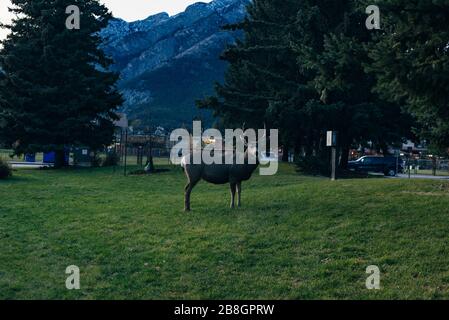BANFF, ALBERTA, KANADA - dez, 2019 Liebe in der Stadt Stockfoto