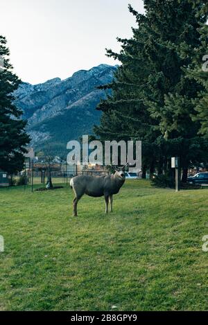 BANFF, ALBERTA, KANADA - dez, 2019 Liebe in der Stadt Stockfoto