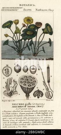 American lotus, Nelumbo Lutea. Nelumbium luteum, Nelumbo giallo d'America. Handfarbige Kupferstichgravur von Antoine Laurent de Jussieus Dizionario delle Scienze NATURALI, Wörterbuch der Naturwissenschaften, Florenz, Italien, 1837. Von Corsi gravierte Illustration, gezeichnet und geleitet von Pierre Jean-Francois Turpin, herausgegeben von Batelli e Figli. Turpin (1775-1840) gilt als einer der größten französischen Botanischen Illustratoren des 19. Stockfoto