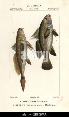 Langschwanz Kroaker, Lonchurus lanceolatus 1 und mager, Kroker, Steinbass, Shadefish, Argyrosomus regius 2. Lonchurus dianema 1, Lonchiuro dianema Sciena Corvo di mare o Ombrina. Handfarbige Kupferstichgravur von Antoine Laurent de Jussieus Dizionario delle Scienze NATURALI, Wörterbuch der Naturwissenschaften, Florenz, Italien, 1837. Von Corsi gravierte Illustration, gezeichnet von Jean Gabriel Pretre und unter der Regie von Pierre Jean-Francois Turpin, herausgegeben von Batelli e Figli. Turpin (1775-1840) gilt als einer der größten französischen Botanischen Illustratoren des 19. Stockfoto