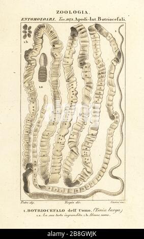 Menschlicher Bandwurm, Taenia asiatica, Taenia saginata, Taenia solium. Botriocefalo dell'Uomo, tenia larga. Handfarbige Kupferstichgravur von Antoine Laurent de Jussieus Dizionario delle Scienze NATURALI, Wörterbuch der Naturwissenschaften, Florenz, Italien, 1837. Von Carini gravierte Illustration, gezeichnet von Jean Gabriel Pretre und unter der Regie von Pierre Jean-Francois Turpin, herausgegeben von Batelli e Figli. Turpin (1775-1840) gilt als einer der größten französischen Botanischen Illustratoren des 19. Stockfoto