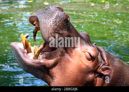 Hippo, Hippopotamus öffnen den Mund, Hippopotamus in Wasser in der Nähe, das Hippo Hippopotamus ist Wildlife Stockfoto
