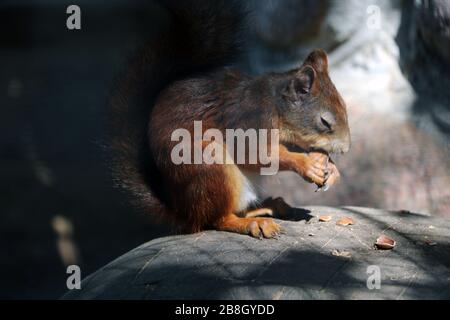 Ein Eichhörnchen mit geschlossenen Augen sitzt auf einem Stein und frisst eine Nuss Stockfoto