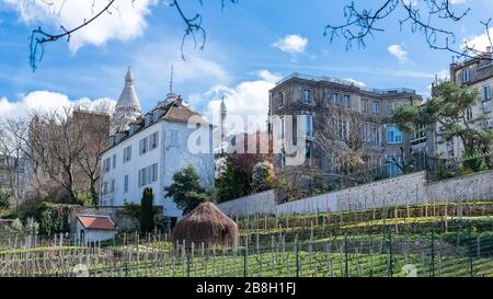 Paris, Weinberge des Montmartre im Frühjahr, mit der Basilika im Hintergrund Stockfoto