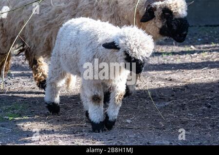 Schafe und Lamm zusammen auf dem Bauernhof, niedliche Tiere Stockfoto