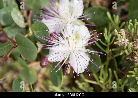 Kaperblume in der Landschaft Gozitans, Malta Stockfoto