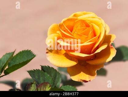 Eine einzelne Miniatur Rose in Pastellgelb und Orange mit ein paar Blättern auf einem blassrosa verschwommenen Hintergrund Stockfoto