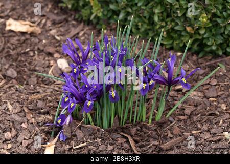 Miniaturiris blüht im März im Garten Stockfoto