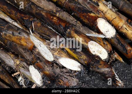 Zuckerrohr, Zuckerrohrplantagenbrand, Zuckerrohr verbrannte Schneide auf Bodenfeldplantage, Sugarcane Hintergrund Stockfoto