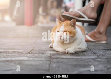 Eine leise weiße und rote Katze sitzt auf dem Bürgersteig zu Füßen des Besitzers. Stockfoto