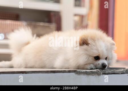 Der weiße Pommersche Hund liegt traurig und wartet auf den Besitzer. Stockfoto