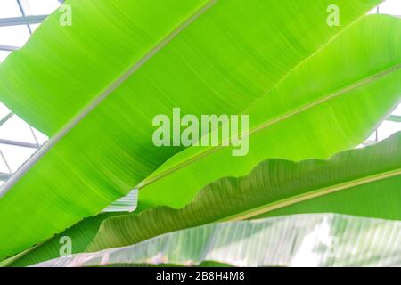 Hintergrundtextur mit Bananenpalmblatt Stockfoto