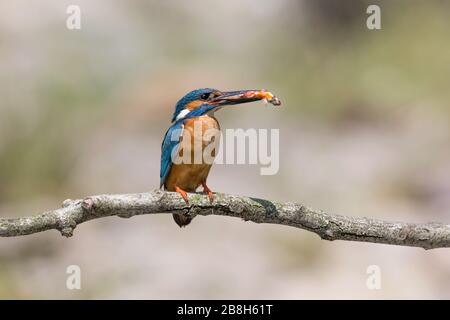 Der Kingfisher mit seiner Beute (Alcedo atthis) Stockfoto