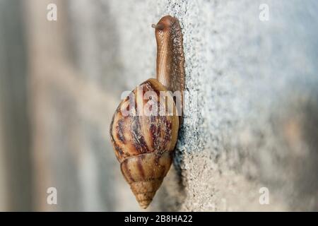 Große braune Schnecke klettert auf eine Ziegelwand Stockfoto