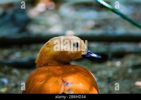 Rudelige Shelduck mit orangefarbenen Flügeln, die auf dem Boden laufen und nach rechts schauen Stockfoto