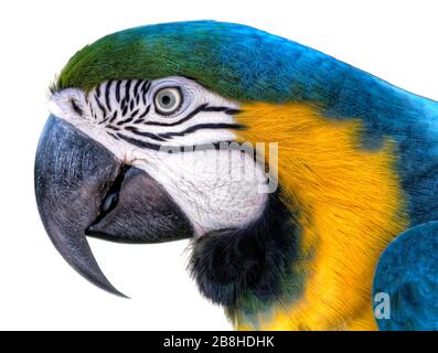 Bunter Ara Parrot isoliert auf weißem Hintergrund mit Beschneidungspfad. Blau-grün-gelbes Makaw. Stockfoto