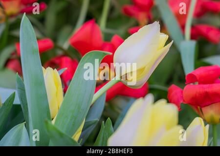 Mehrfarbige, blühende Tulpen im Frühlinggarten Stockfoto