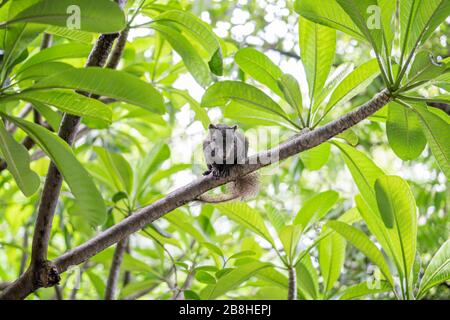 Das braune Gleithörnchen liegt am Frangipani-Baum. Es freut sich. Stockfoto