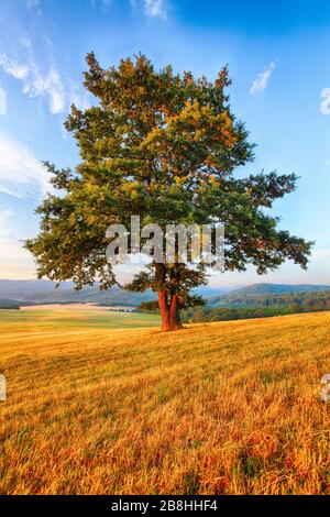 Baum auf Wiese Stockfoto