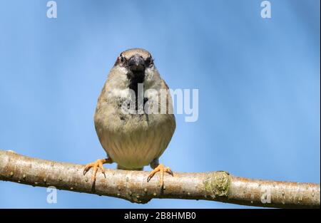 Tierwelt, ein auf einem Baumzweig sitzender Hausspfeil, der nach Nahrung sucht. Stockfoto