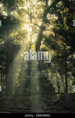 Sonnenlicht, das auf alten japanischen Steinlaternen auf dem Gelände des Kasuga Grand Shrine in Nara, Japan, scheint. Stockfoto