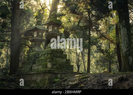 Sonnenlicht, das auf alten japanischen Steinlaternen auf dem Gelände des Kasuga Grand Shrine in Nara, Japan, scheint. Stockfoto