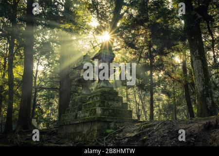 Sonnenlicht, das auf alten japanischen Steinlaternen auf dem Gelände des Kasuga Grand Shrine in Nara, Japan, scheint. Stockfoto