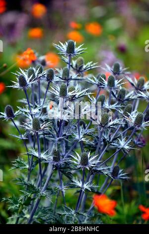 Eryngium zabelii×Big Blue, blau Distel, Blue Sea Holly, Blume, Blumen, Blüte, Deckblatt, Deckblätter, Garten, Gärten, RM Floral Stockfoto