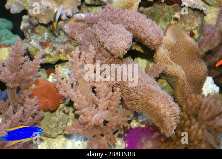 Weichkorallen, Octocorallia (Litophyton, Sinularia, Sarcophyton) Stockfoto