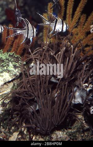 Schwenkende Handkoralle, Anthelia sp. Stockfoto