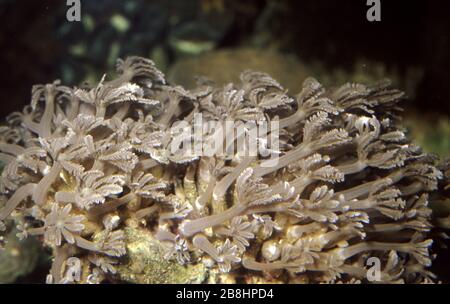 Schwenkende Handkoralle, Anthelia sp. Stockfoto