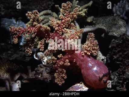 Kirschblütenkoralle, Siphonogorgie sp. Stockfoto